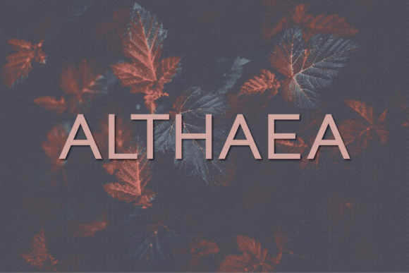 Althaea: A Modern Sans Serif for Campaigns That Speak Clearly