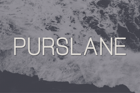 Purslane: A Modern Sans Serif for Digital Design